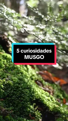 ¿Sabías esto? #musgo #musgosphagnum #musgoverde #musgoterrario #moss #plantas 