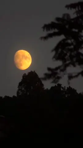 #bu tepe pullu tepe #🌹🌹 