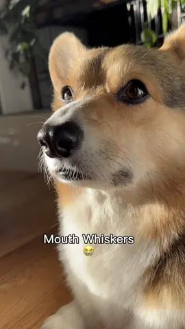 It’s the mouth whiskers for me 😭 #corgi #dogs #pets #cute #doggo 