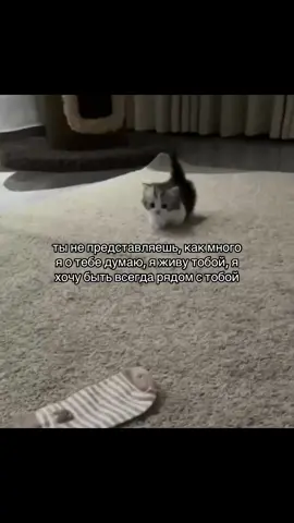 тгк: qqraze💗 #рекомендации #котики🐈 #милыевидео #факты #любовь❤ 