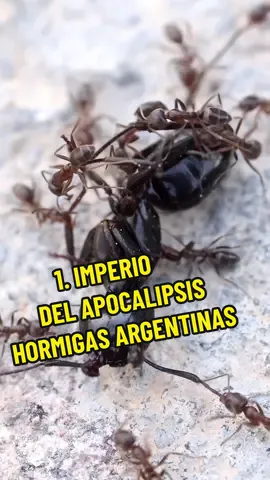 1 Imperio del apocalipsis, las hormigas argentinas #argentina #hormigas #curiosidades #buenosaires #naturaleza #viral #anthouse #guerra #foryou 