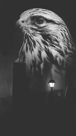 اناسلاح في يدينك وانا اخــوك #تصميمي #📸  #اكسبلورexplore 