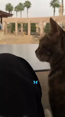 أللهم أني فوضت أمري إليك فبشرني بما أنتضره وأنت خير المبشرين🤍🌸 #المنشد #رضوان🤍🎙️  #اناشيد #اناشيد_إسلامية_حالات_واتس #اناشيد_رآئعة #اناشيد_بدون_موسيقى #اعادة_النشر🔃 #اكسبلور #اكسبلورexplore #🦋 #تركيا🇹🇷اسطنبول #تركيا_اسطنبول_العراق_سوريا_مصر 