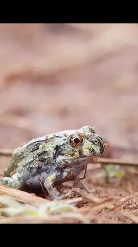 #frog#frogs#frogsoftiktok#froggies#phrog#animals#animalsoftiktok#monkeyfrog#frogspawn#spawn#pet#petfrog#amphibians#reptile#bug#bugs#froggy#frogsontiktok#dumpy#dumpytreefrog#dumpytreefrogs#frogsoundchallange#frogsong#exoticpets #toad#toads#toadsoftiktok#tadpoles#frogeggs#budgettsfrog#pacmanfrog#rainfrog#milkfrog#pixiefrog#bullfrog#bullfrogs#glassfrog#greenfrog#hornedfrog#ribbit#creek#water#stream#river#lake#pond#bog#nature#africanbullfrog#africanbullfrogs #documentary #nature #pisces #claim #claimed #happy #cute #animals 