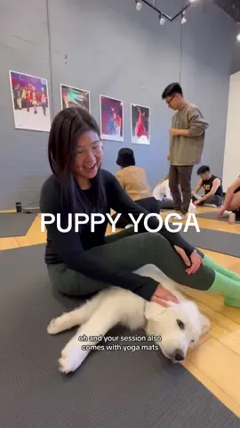 How cute is @kittypupyoga ! They also have kitties session 🐱 #markham #puppytiktok #puppyyoga #yogaclass #torontotiktok #torontolife #torontoblogger #thingstodointoronto #datenightideas 