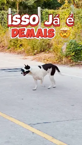Será esse o nosso futuro? Com o avanço das tecnologias até os cachorros estão usando o Apple Vision Pro. Isso não é real mais será que é uma amostra do que o futuro reserva? #tecnologia #apple #visionpro 