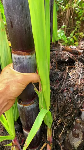 Sugarcane getting huge! #sugarcane 