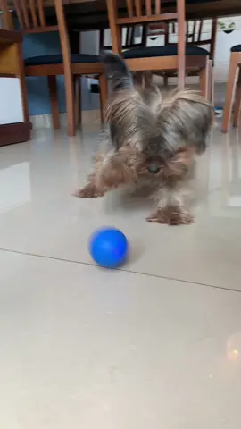 Olha só que demais essa bolinha! Link na bio. 🛍️ Bola Inteligente Para Cão Mammute Shop #mammuteshop #pet #doglovers 
