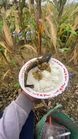 Jo lali sarapan bolo👋 #efyepe #petanimuda #petanijagung 