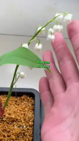 Trồng hoa linh lan, loài hoa vừa đẹp vừa xinh vừa thơm #nhavuonthangan #hoadepbonmua #nhavuonanthang #muataitiktokshop #hoacuoilinhlan #hoalinhlan #hoalanchuong 