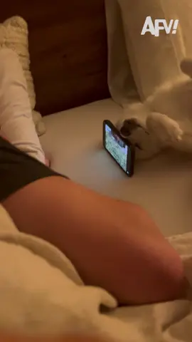 Dogs: friendly, loyal, phone stand 🐶😂 #afv