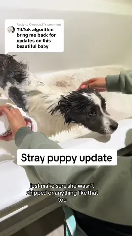 Replying to @Cwoods21  Kai update part 2! #straydog #dogrescue #straydogs #puppy #puppytok #puppcontent #dogsoftiktok #update #bath #dogbath #straysoftiktok #australianshepherd #bordercollie 