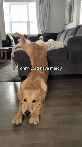 being this adorable is draining 😴🥱#goldenretriever #couchslide #funnydogvideos #funnygoldenretrievers #todaydrainedme 