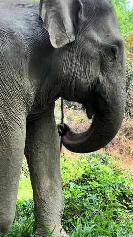 Lotus and her scratching stick! #lotus #elephant #boonlottselephantsanctuary #elephantthailand #elephantsanctuary #elephantfriendlyvenue #elephantsoftiktok #elephantfriendly #nature #forest #wildandfree #bucketlisttravel 🐘🌿🔆❤️