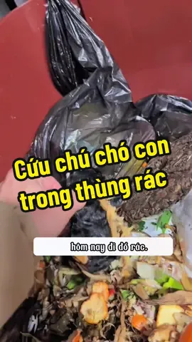 Giải cứu chú cún con trong thùng rác #nuirungtv #giaicuuchomeo #giaicuucho 