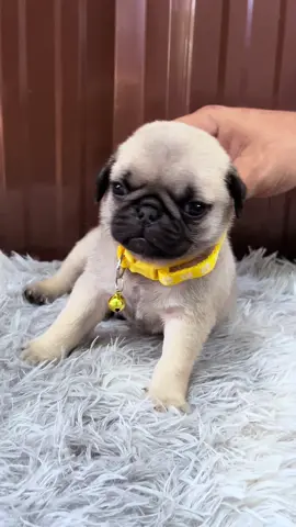 ต้องขออภัย  นายแบบขี้เซา😂😂    #หมาปั๊ก #หมาปั๊กระยอง #ปั๊กปลวกแดง #ปั๊กชลบุรี #ขายลูกหมาปั๊กพันธุ์แท้ #หมาปั๊กน่ารัก #เจ้าย่น 