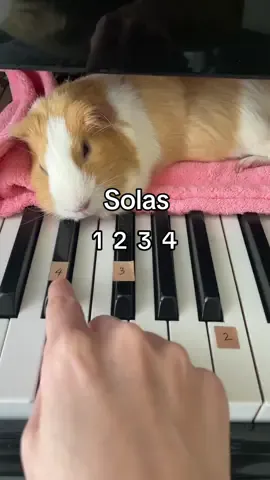 🎵Solas piano easy tutorial  Hope it helped🫧 She falls asleep whenever she hears me play the piano…Is that means she finds my piano playing boring?😂 #guineapigsoftiktok #guineapigs #fyp #tiktok #Love #piano #pianocover #pianotutorial #music #solas 