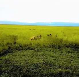 ''Çakalların saltanatı, aslanlar ayağa kalkana kadardır!''#aslan 