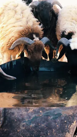 سيد الغنم ❤️👏🏻 #الحمادة_الحمراء #ليبيا🇱🇾 