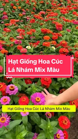 Hạt Giống Hoa Cúc Lá Nhám Mix Màu Kèm Phân Bón 🌱 #hatgionghoa #hatgiongcuclanham #hatgionghoacuclanham #cuclanham #cuclanhammixmau #thichtronghoa #muataitiktokshop #xuhuong 