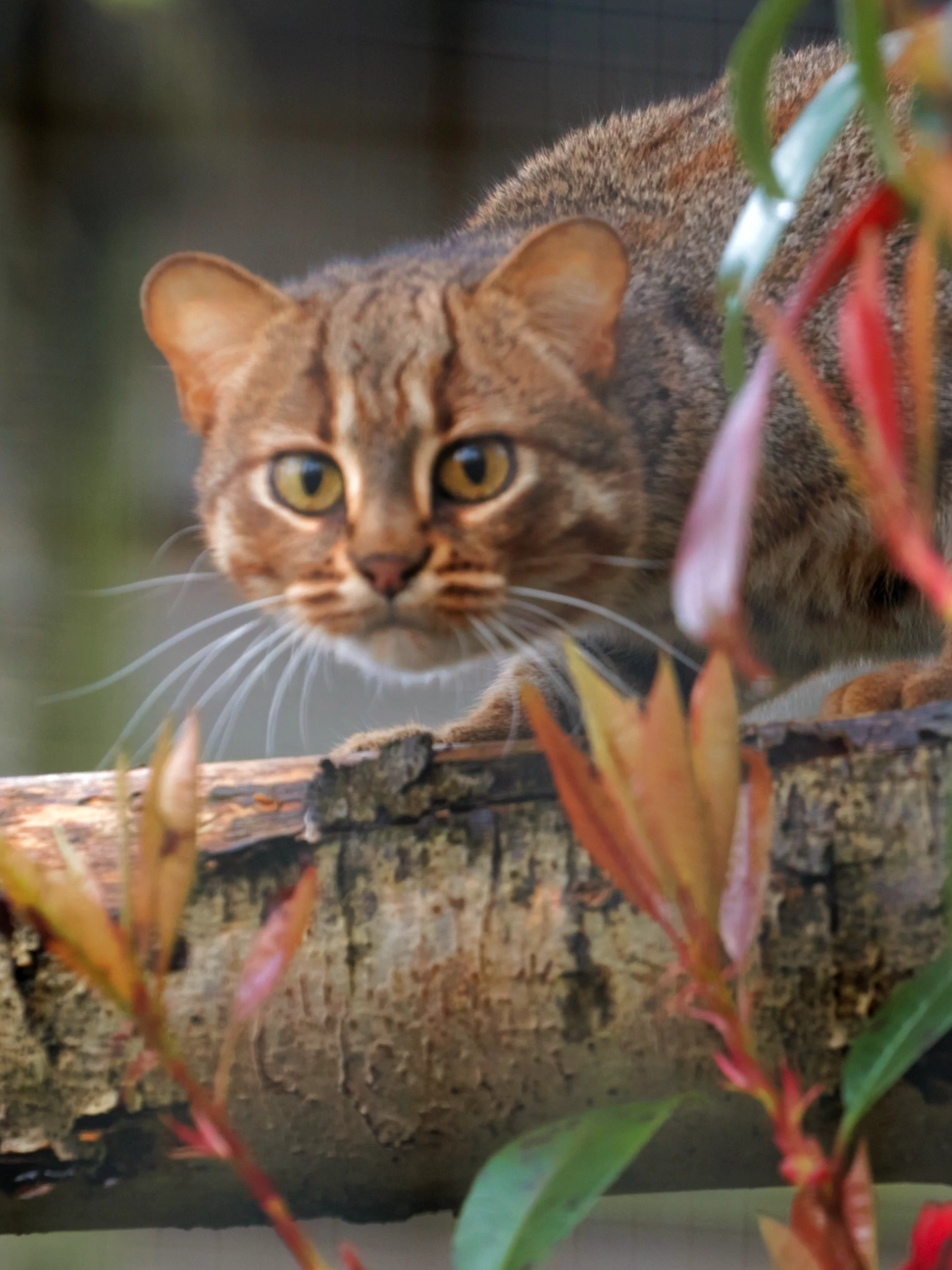 🥰 Our newest arrival, Kuda the Sri Lankan rusty spotted cat, is getting braver by the day! #smallcat  #cat  #tinyanimals  #rustyspotted  #srilanka  #rustyspottedcat #exploring #timid #brave