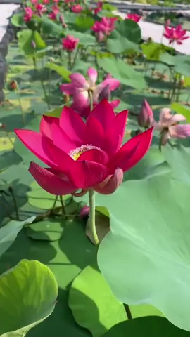 Bản chất con người được hình thành bởi những tư tưởng trong tâm trí.  Chúng ta suy nghĩ như thế nào thì con người sẽ trở thành y vậy.  Chỉ cần tâm thức thanh tịnh, con người ắt sẽ an yên và hạnh phúc như suy nghĩ. --------- Về với Bụt con trở về trong con TINH KHÔI và THUẦN KHIẾT.  Phật và Bụt đều là phiên âm của từ gốc Boudha, tiếng Phạn có nghĩa là Đấng Giác Ngộ. Bụt là phiên âm trực tiếp từ tiếng Phạn sang tiếng Việt nên là tiếng thuần Việt (Nôm=Nam). Phật là phiên âm từ chữ Boudha sang chữ Hán: Phật Đà, gọi tắt là Phật.#noidaybinhyen #vườn_của_nắng #sungardenhouse #bìnhyên 