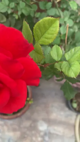 Khangarden #garden #rosé #flowers #gul 