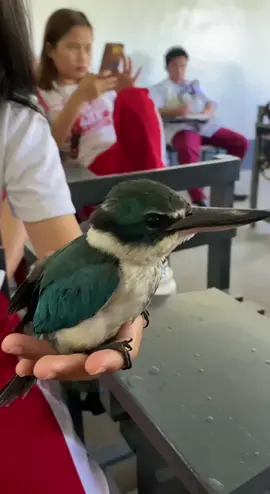 First Time seeing this kind of bird. The Collared Kingfisher or White-collared Kingfisher is the most common and conspicuous of the resident kingfishers. It can be found in a variety of habitats from coastlines to open country and urban areas. Its diet includes fish and crabs to grasshoppers and lizards. It is locally known as salaksak or kasaykasay. #kingfisher #bird #fypシ゚viral 