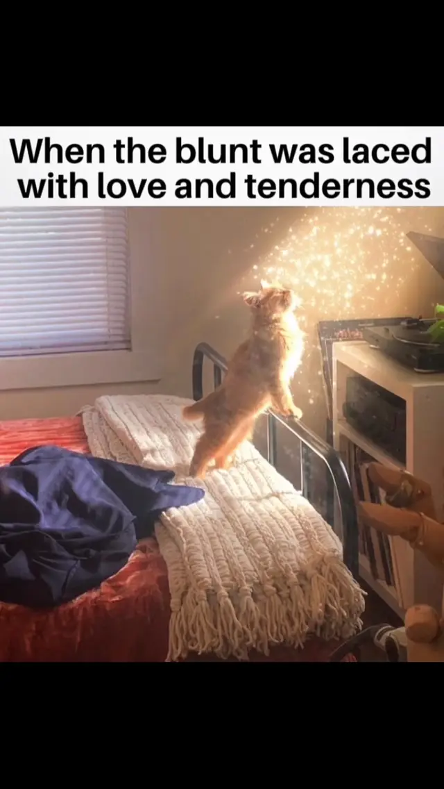 #viral #fyp #meme #funny 