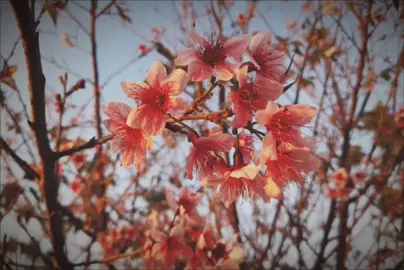 #တောင်ပေါ်မြေမှာတော်ဝင်ပိတောက်ပန်းမရှိပေမယ့် #ဖြူစင်စိတ်ထားရိုးခံစိတ်ရင်းရှိကြတယ် #ချယ်ရီတွေရယ်ဧည့်ဝတ်မပျက်ပါဘူးအချစ်ရယ်🌸 🌸