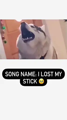 Funny and cute dogs compilation 🤣... #funnydog #funnypet #cutedog #dogsoftiktok #doglover #dog 
