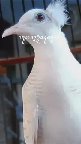 pesona perkutut putih #fyp #perkututgacor #perkututputihkapas 