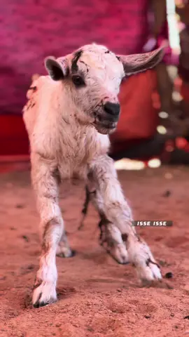 Maqalaay war laay malaguu waramey #puntlander🇸🇱 #somalitiktok #somalitiktok2024 #foryoupage❤️❤️ #foryoupage #fypシ゚viral #somalia🇸🇴 #somalia #nugaal🇸🇱 #PL #tiktok #isseisse #viralvideo #abwaan #maanso