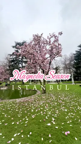 🌸🤍Magnolia Season🤍🌸 Beautiful trees in the magical Istanbul🥰 📍Ihlamur Palace Beşiktaş #magnolia #manolya #bahar #türkei #spring #istanbul #تركيا #اسطنبول 