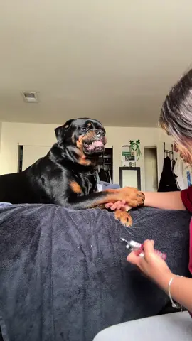 NAIL CLIPPING DAY 😩😂 #rottweiler #rottweilersoftiktok #dogsoftiktok #PetsOfTikTok #rottiesoftiktok #rottie 