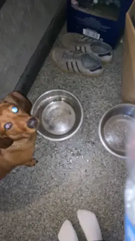 My dog is very special 😆#eatingwater #fypシ゚viral #dogsoftiktok #fyp #dacshundsoftiktok 
