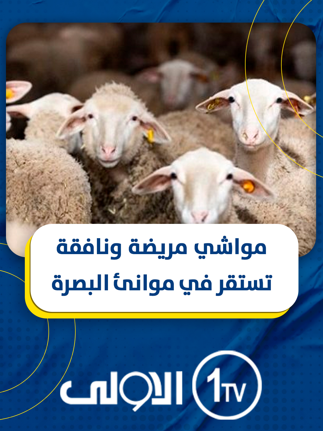 خطر يهدد حياة العراقيين.. سفينة محملة بالمواشي المريضة والنافقة تستقر في موانئ البصرة #قناة_الاولى_العراقية تابعونا عبر التردد التالي | نايل سات 10971-أفقي