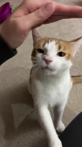 Orangey really said “I’ll make you pet me.” 🥹💗 He is the cutest. He got lots of pets after this.  . . . #cat #pretendingtopet #cutecat #funnycat #orangecat 