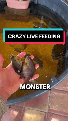 No way the Arowana Missed…#crazyfeeding #livefeeding #arowanafish #beasttheredtail #beastthecatfish #fyp #viral 