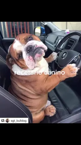 #mascotas #mascotasfelices #perrosfelices #doglover #bulldogingles #bulldogsoftiktok #bulldog #perrossanosyfelices 