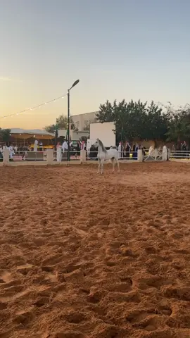 #الطائف #خيل #fyp #fypシ #اماكن_الطايف #اكسبلور #الطايف_مربط_مقهى_الفيروز #غزال #خيل_عربي_اصيل #الشفاء #الهدا #pov #اماكن_حلوه #العلم 