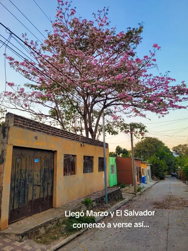 Una de las temporadas más chulas en El Salvador 🌸 #viral #elsalvador #turismo #elsalvadortravel #maquilishuat #sivar 