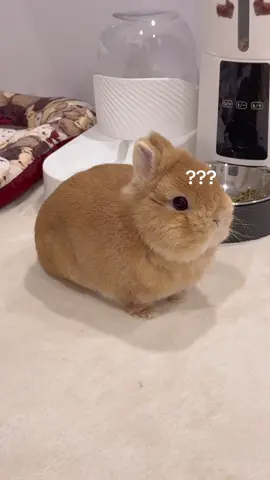 Baby eggie is too chubby to do an egg roll🤗 #leglessinfant #babyeggie #bunny #rabbit #bunnylove #fypシ #fyp #rabbitsoftiktok  #bunniesoftiktok #うさぎ #bunnies #rabbits  #bunnyoftheday #PetsOfTikTok   #instabunny #cute #bunniesworldwide #lapin #bunnyrabbit #bunnylife #pet #food #netherlanddwarf #cutebunny  #bunnyfashionwear