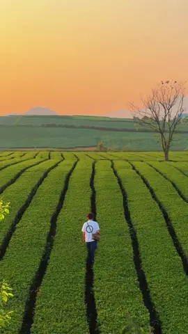 Đồi chè ở Mộc Châu mùa nào đẹp nhất ? Thời điểm tháng 3 và tháng 4 hàng năm khi các búp chè non đâm trồi, cũng là lúc đồi chè ở Mộc Châu được thay màu áo mới, màu xanh non dễ chịu. Theo mình lúc này cũng là lúc đồi chè ở Mộc Châu đẹp nhất. Thời điểm thích hợp để ngắm đồi chè Mộc Châu, vào buổi bình minh sáng sớm và hoàng hôn xế chiều. #minhlagrin #mocchau #reviewmocchau #sonla #dulichvietnam #checkinvietnam #doichemocchau #tiktoktravel 