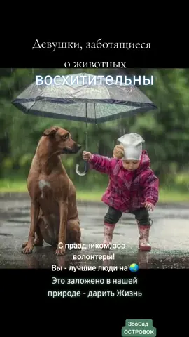 #приютдляживотных