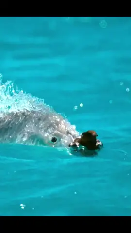 Giant Trevally fish attacks on birds #tiktok #animals #birds #eagles #fish #gianttrevally #nature #fyp #foryou #foryoupage #animalsinaction @nature36031