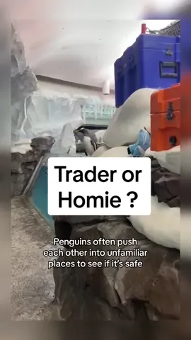 Low key helped the homie escape #penguin #wholesome #wow #animalsoftiktok #aww 