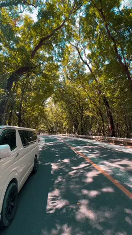 Man Made Forest Balaoan La Union 🌳#launion #philippines #nature #fyp #foryoupage #xyczba #viral #fypシ #forest 