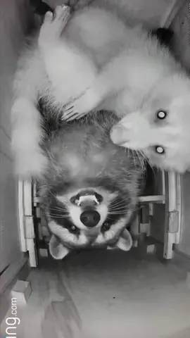 Happy Friday from señor sanchez, the sleepiest little trash panda 🤍 he has kept his preciouses safe from the white one this week *Raccoons are den animals, they choose to sleep in tight places. The pinned reel shows what he is sleeping in. He has an entire room and closet to sleep in but he chooses to sleep in the drawer because that is his den. He removes all pillows, towels, and cushions we place in there and he refuses to go to the chiropractor 😉 #sancheztheraccoon #lunatheraccoon #trashpanda #petraccoons #raccoon #raccoons #raccoonsoftiktok #raccoonpet #raccoonlove #funnypets #cutepets #raccoonpets #pet #petraccoon #funnyraccoons #PetsOfTikTok #exoticpets #spiritanimal #trashpandasoftiktok #trashpandas #raccoonlife #pets #guardiansofthegalaxy #senorsanchez #sleepysenorsanchez #ijustwanttosleep #sotired #sleep #relatable #trashpandas 