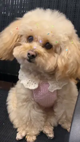 Cute puppy #cutepet #puppylovers #puppydog #viralvideo #foryou 